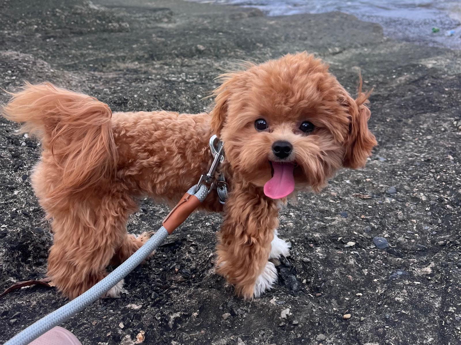 How Do I Know if My Dog Is Happy?